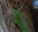 Giant Day Gecko