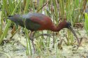 Glossy Ibis