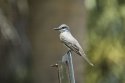 Gray Kingbird