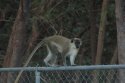 Green Vervet Monkey