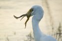 Great Egret / Bullfrog