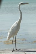 Great Blue Heron (White Form)