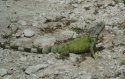 Green Iguana