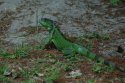 Green Iguana