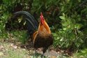 Red Jungle Fowl