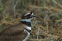 Kildeer