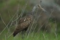 Limpkin