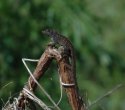 Brown Anole