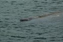 Manatee