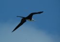 Magnificent Frigatebird