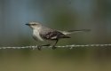 Northern Mockingbird