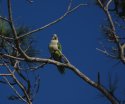 Monk Parakeet