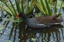 Moorhen