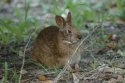 Marsh Rabbit