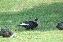 Muscovy Duck