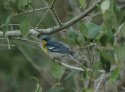 Northern Parula