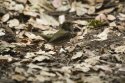 Ovenbird