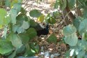 Indian Peafowl