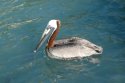 Brown Pelican