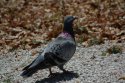 Feral Pigeon