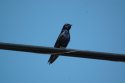 Purple Martin