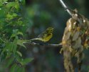 Prairie Warbler