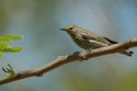 Palm Warbler