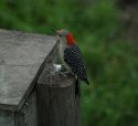 Red Bellied Woodpecker