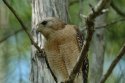 Red Shouldered Hawk