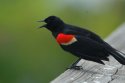 Red Winged Blackbird