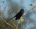 Smooth Billed Ani