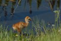 Sandhill Crane