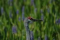 Sandhill Crane