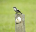 Loggerhead Shrike