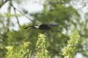 Snail Kite