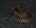 Eastern Diamondback