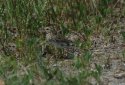 Savannah Sparrow