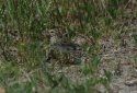 Savannah Sparrow