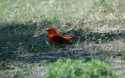 Scarlet Tanager