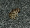 Southern Toad