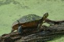 Yellow Bellied Slider