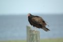 Turkey Vulture