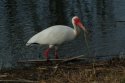 White Ibis