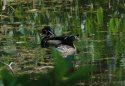 Wood Duck