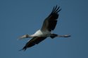 Wood Stork