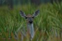 White Tailed Deer