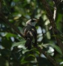 Yellow Billed Cuckoo