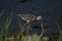 Lesser Yellowlegs