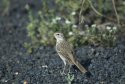 Berthelot's Pipit