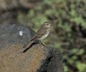 Berthelot's Pipit